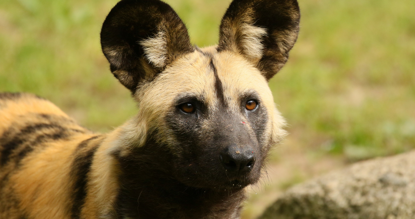 Close up of an African Wild Dog | Flickr Close up of an African Wild Dog | Flickr