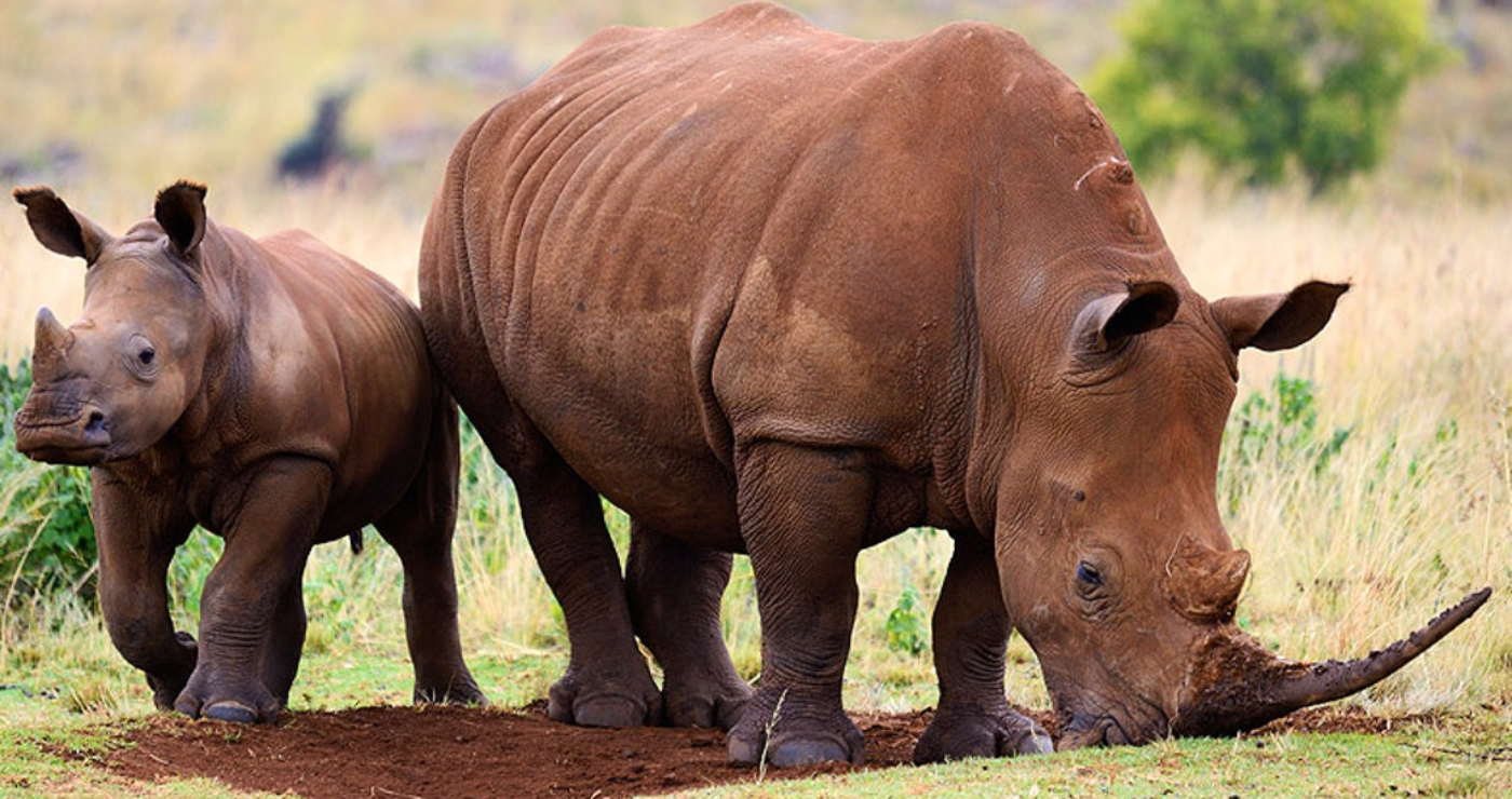 Pilanesberg Private Lodge | TravelGround